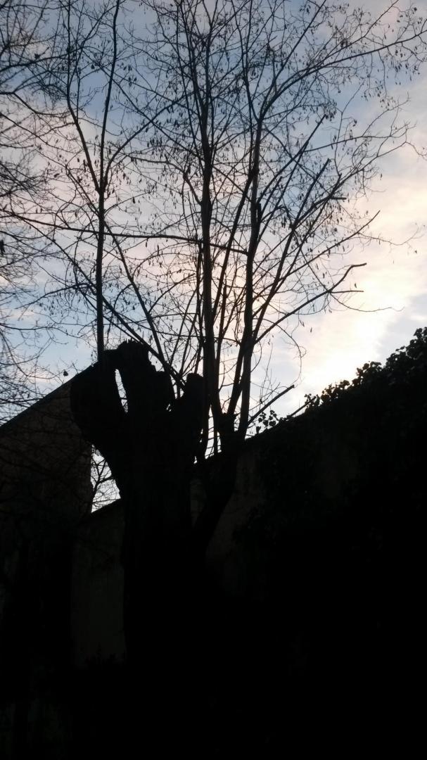 Abattage et taille de haie Toulouse