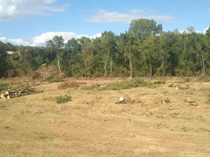 Abattage de bois Toulouse