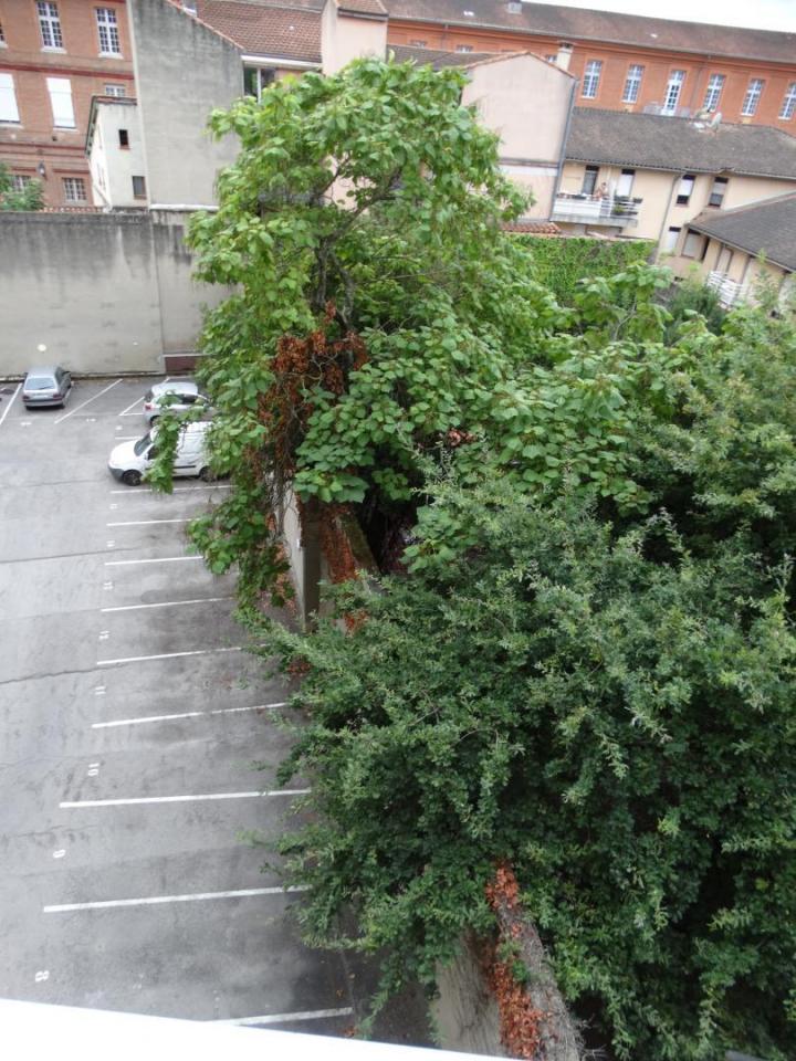 Abattage et taille de haie Toulouse