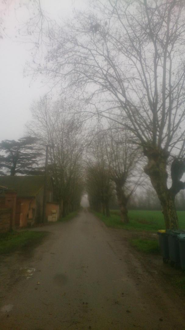 Élagage platane Toulouse