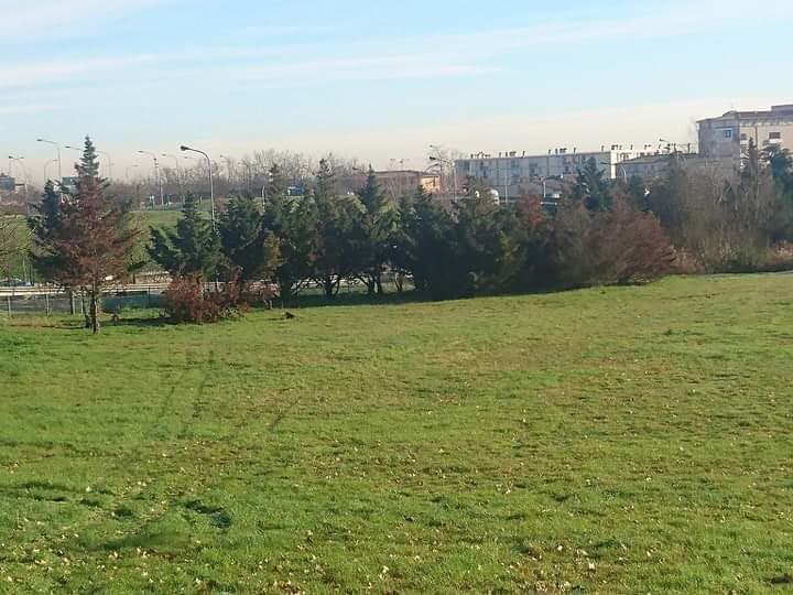 Broyage de sapin Toulouse