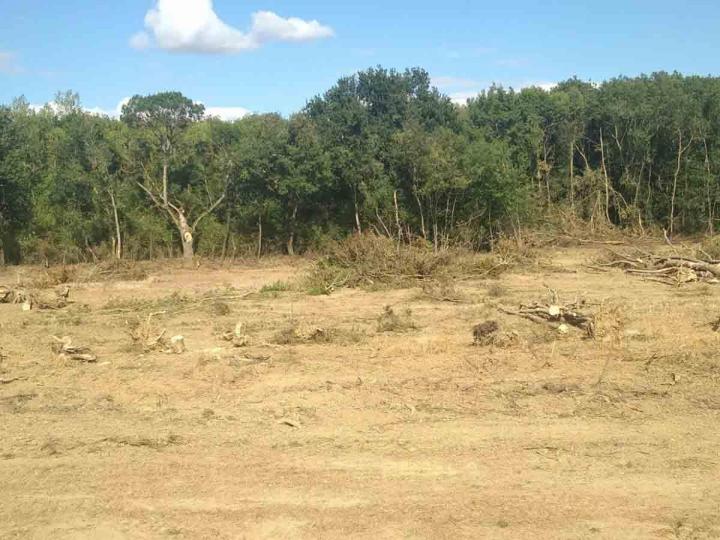 Abattage de bois Toulouse