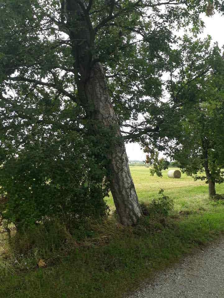 Abattage suite à une tempête Toulouse
