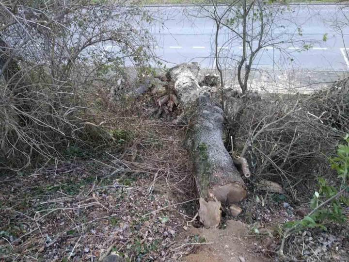 Abattage de gros chêne Toulouse