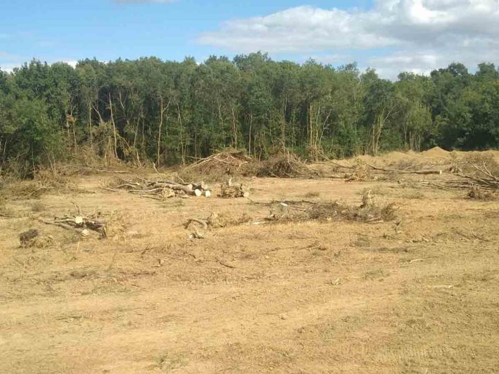 Abattage de bois Toulouse