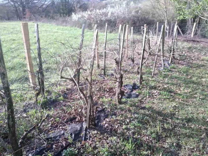 Remise en état d'une vigne Toulouse