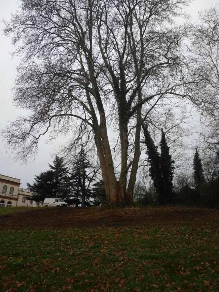 Élagage platane Toulouse