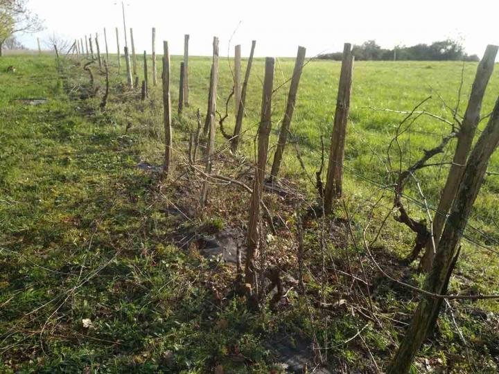 Remise en état d'une vigne Toulouse