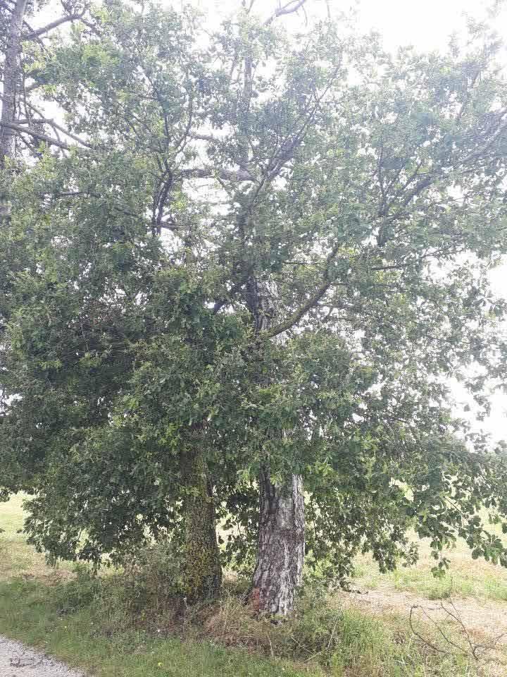 Abattage suite à une tempête Toulouse