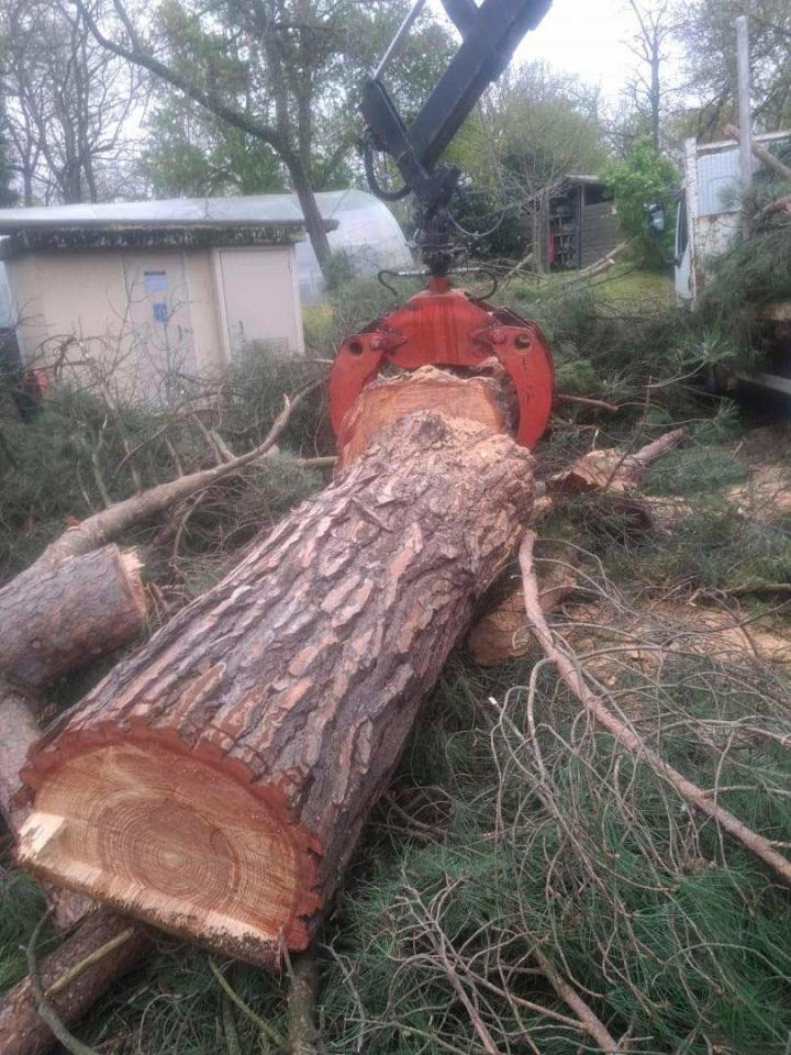 Abattage de gros pin Toulouse