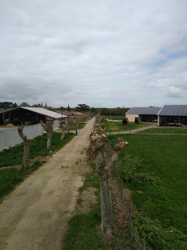 Élagage platane Toulouse