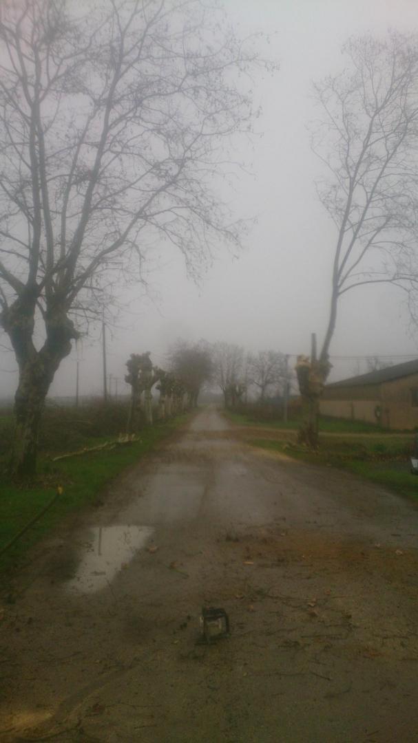 Élagage platane Toulouse