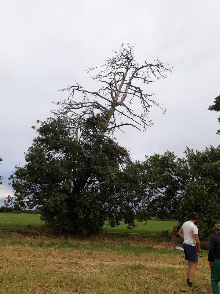 Abattage suite à une tempête Toulouse