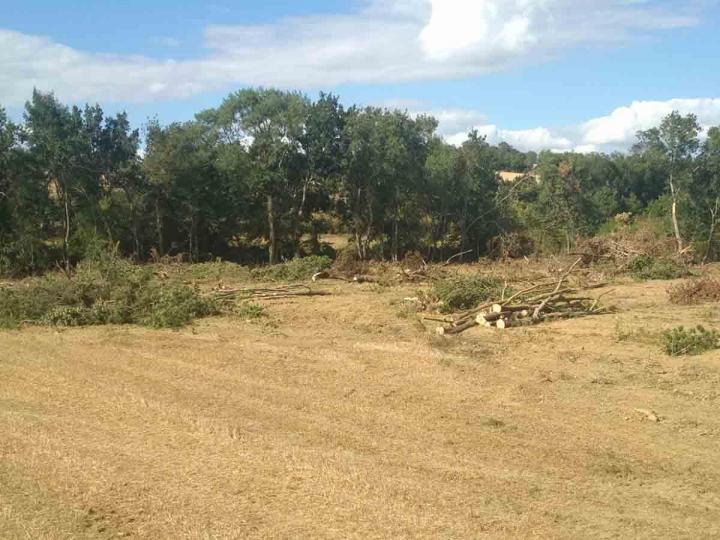 Abattage de bois Toulouse