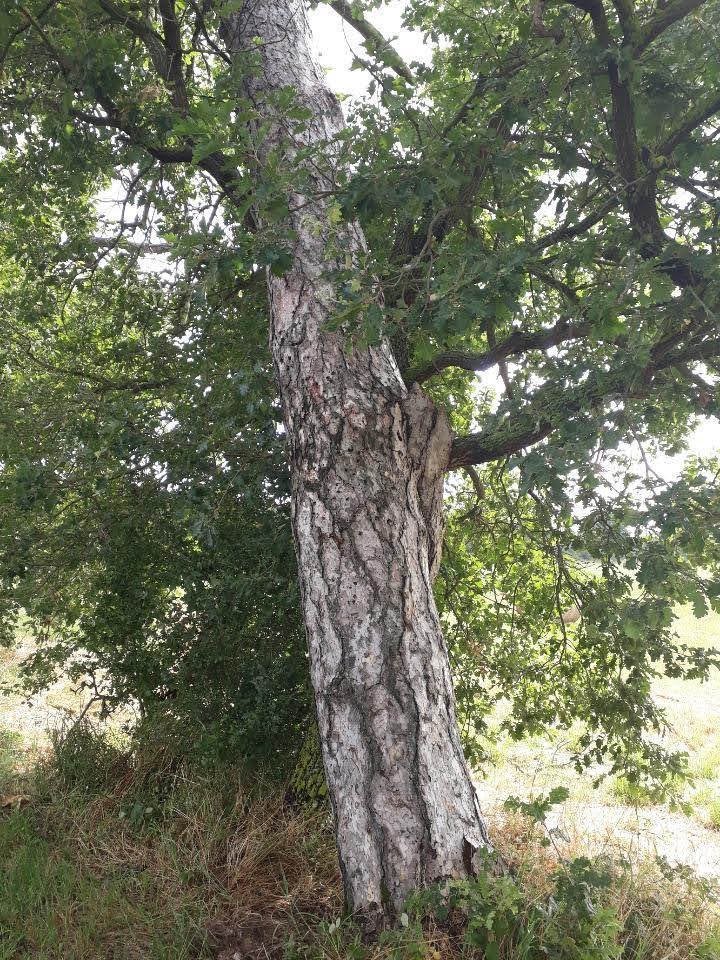 Abattage suite à une tempête Toulouse
