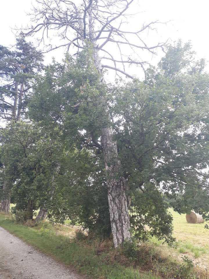 Abattage suite à une tempête Toulouse