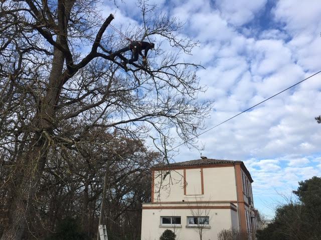 Élagage Toulouse
