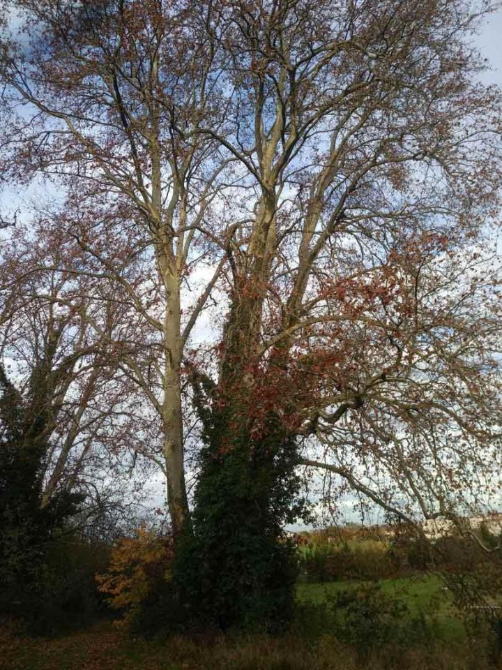 Élagage platane Toulouse