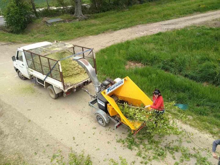 Élagage platane Toulouse