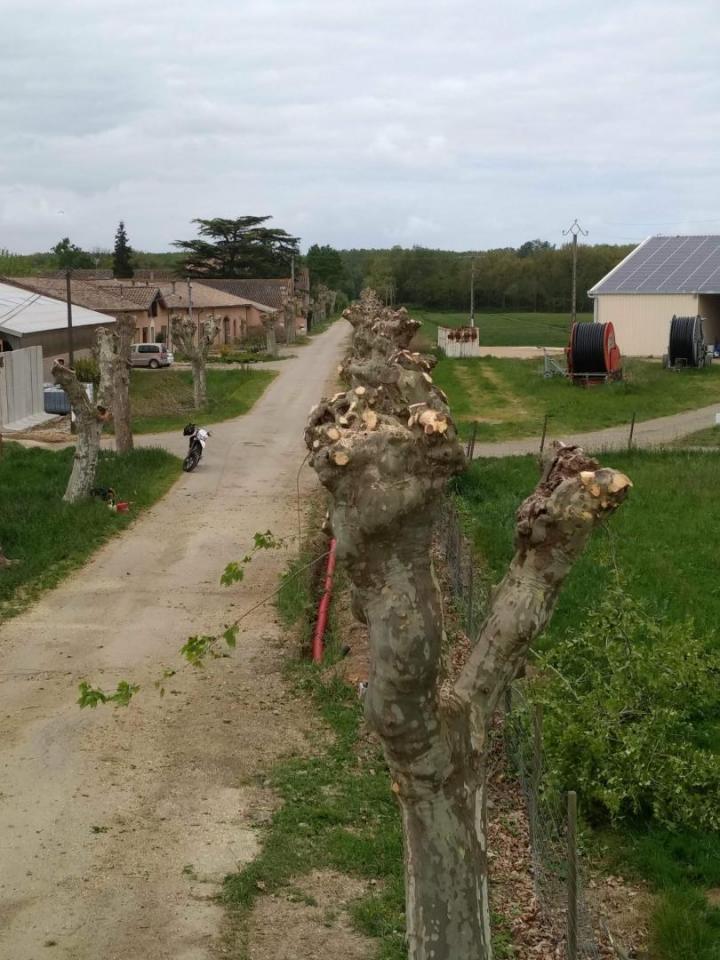 Élagage platane Toulouse