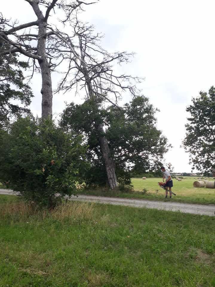 Abattage suite à une tempête Toulouse
