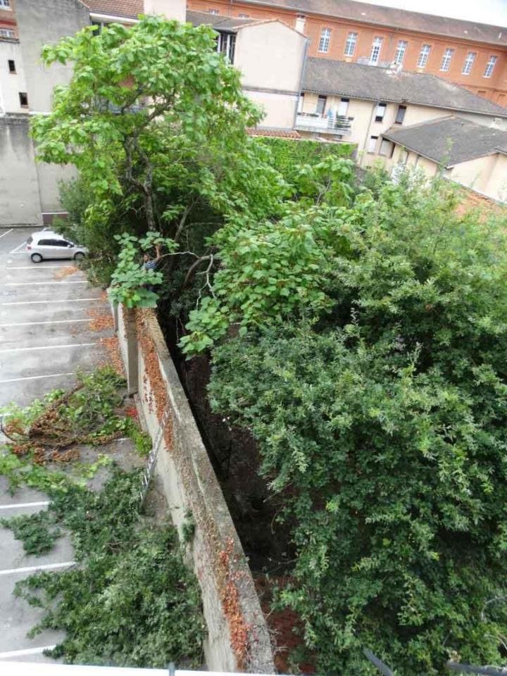 Abattage et taille de haie Toulouse