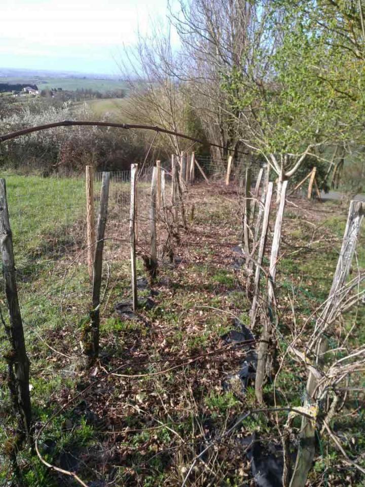 Remise en état d'une vigne Toulouse