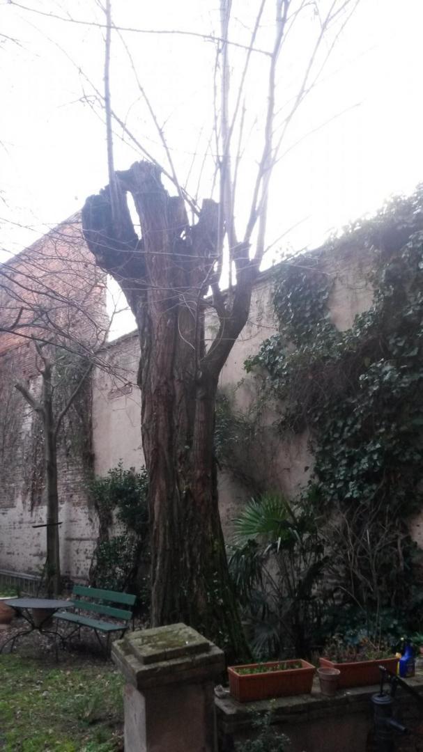 Abattage et taille de haie Toulouse