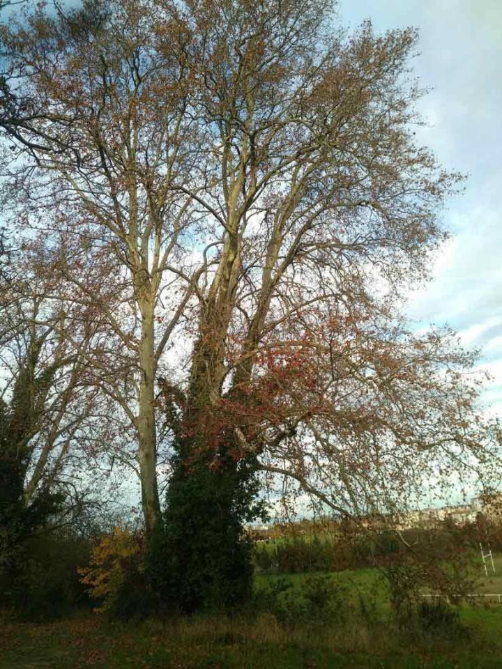 Élagage platane Toulouse