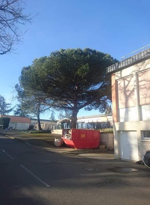 Abattage de gros pin Toulouse