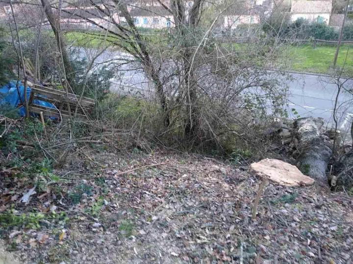 Abattage de gros chêne Toulouse